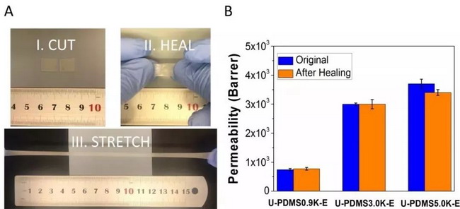 图三、(A) 样品U-PDMS5.0K-E的自修复展示；(B) 高分子膜的起始气体透过率和破损并修复后的气体透过率。