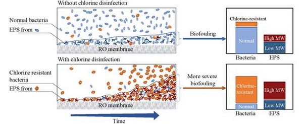 胡洪营教授课题组发现用氯消毒反而加重RO膜生物污堵
